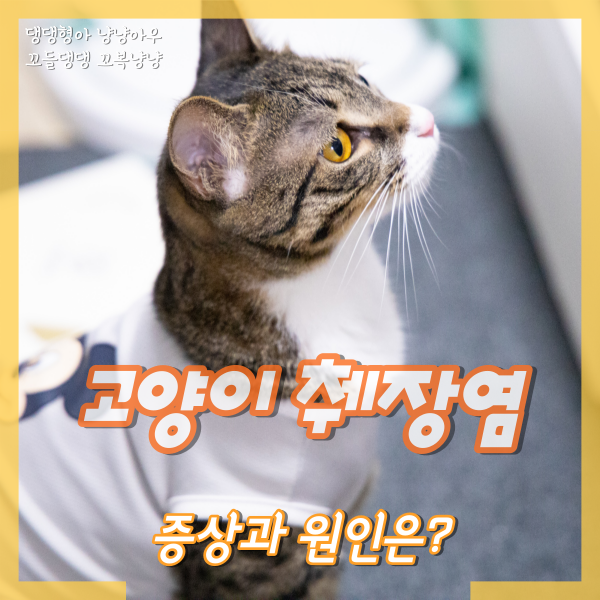  고양이 췌장염 증상, 구토와 함께 식욕저하가 온다면?