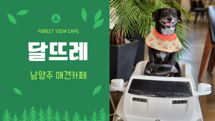 남양주 포천 애견카페 달뜨레 애견운동장에서의 주의사항 남양주 포천 애견카페 달뜨레 애견운동장에서의 주의사항