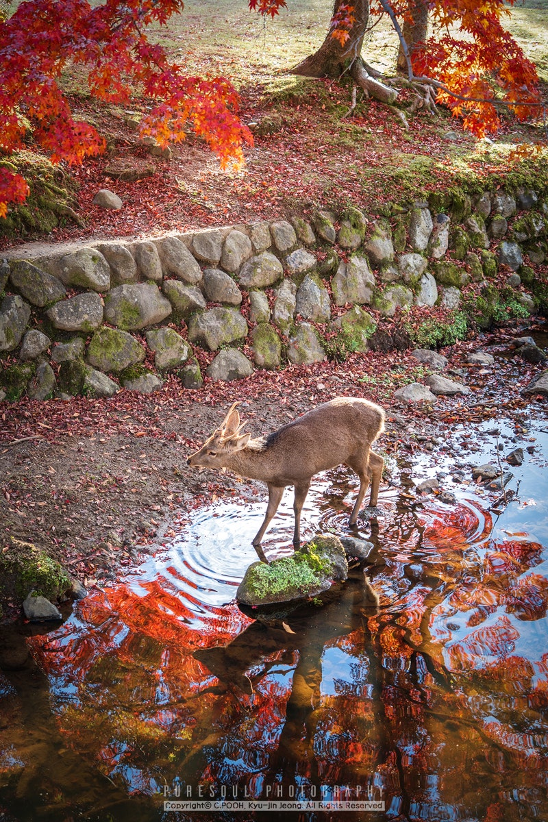 한없이 화려했던 그곳의 가을…'교토·나라 단풍여행'(아오키데라/난젠지/사슴공원/오하라/일본개인개별자유여행/비자면제가능성/에어텔)