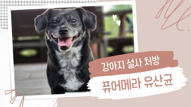강아지 설사의 원인과 증상 처방법 유산균 꼭 챙겨먹이기 강아지 설사의 원인과 증상 처방법 유산균 꼭 챙겨먹이기
