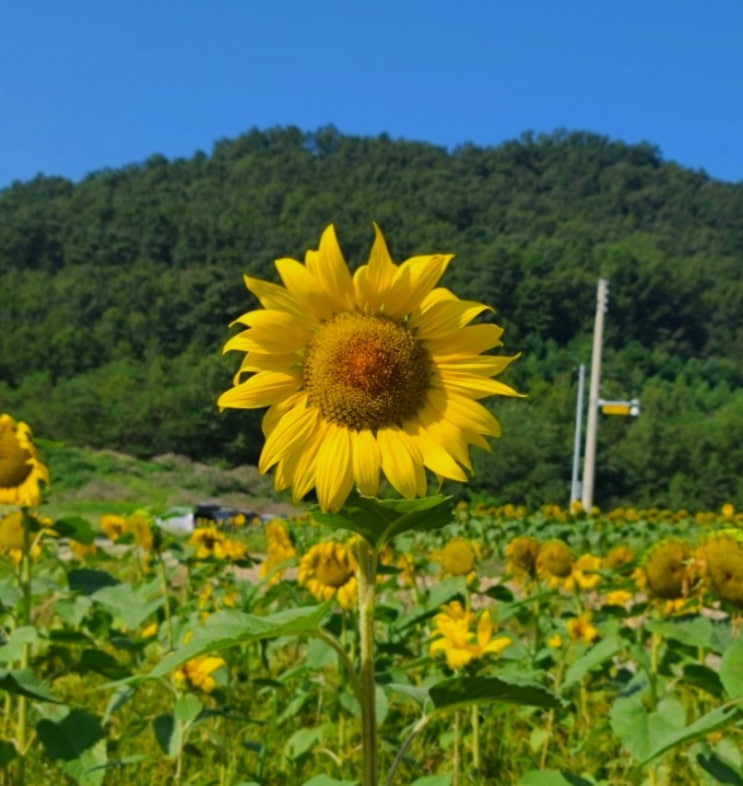  교동 대룡시장 , 해바라기정원 (난정저수지) _ 서울 근교 주말 나들이
