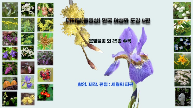 디지털(동영상) 한국 야생화 도감 4편