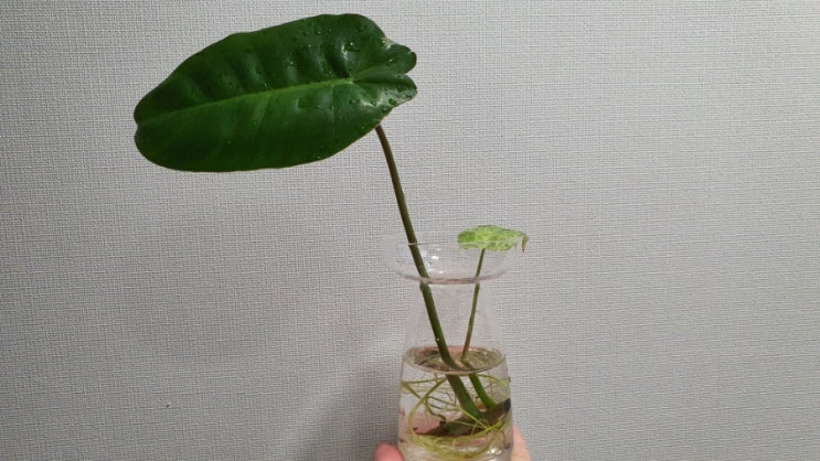  수경재배 식물 필로덴드론 파라이소베르데 키우기 How to Grow Philodendron Paraiso Verde in Water