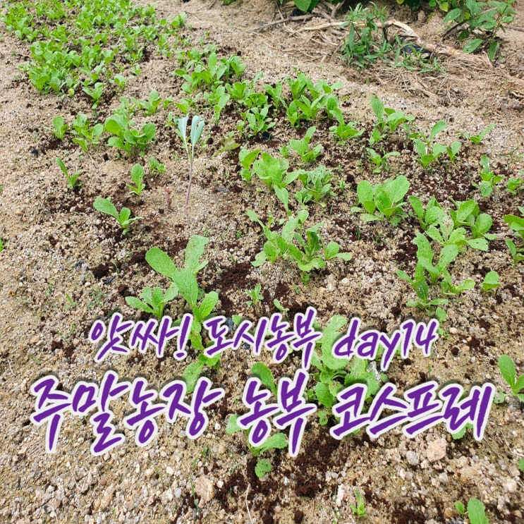  앗싸! 도시농부, 추석에 돌아보니