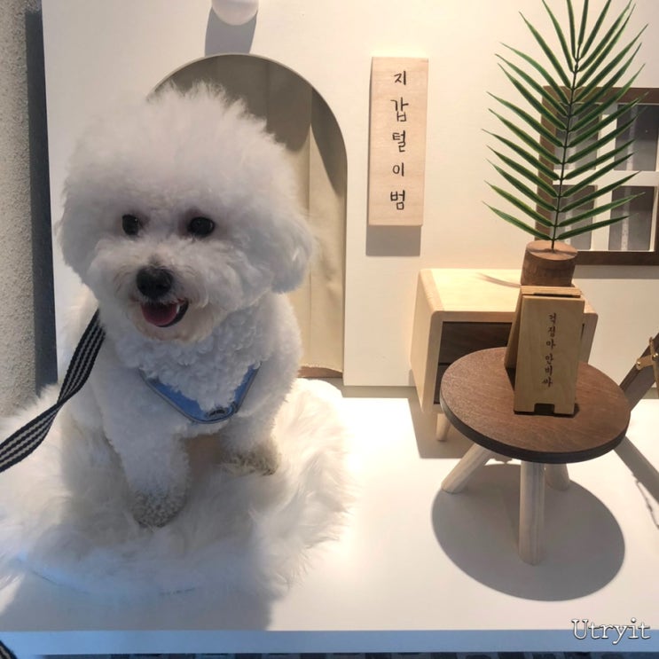  강아지 생일선물하기에도 딱! 대구 강아지 수제 간식을 판매하고 있는 수성구 애견카페 애니콩