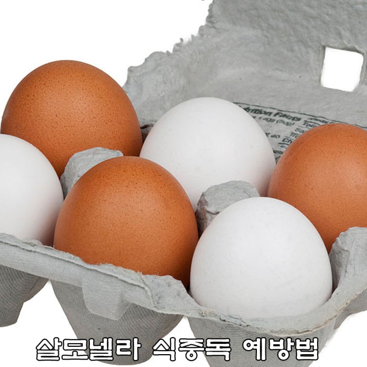  식중독, 살모넬라 식중독균 조심하세요.