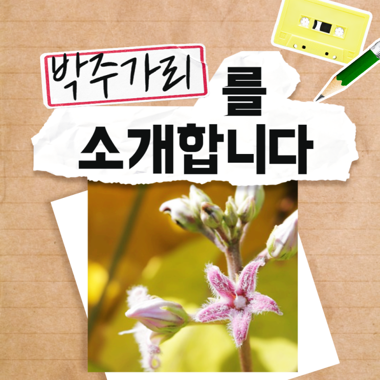 박주가리 효능 박주가리 열매 꽃 먹는법 하수오 구별법