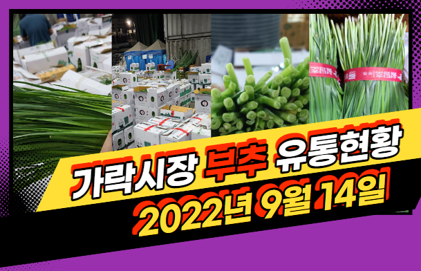  [경매사 일일보고] 9월 14일자 가락시장 "부추" 경매동향을 살펴보겠습니다!
