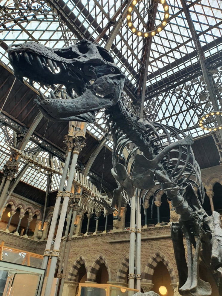 코츠월드 놀거리 3. 옥스포드 자연사박물관(Oxford Univ. Museum of Natural History)
