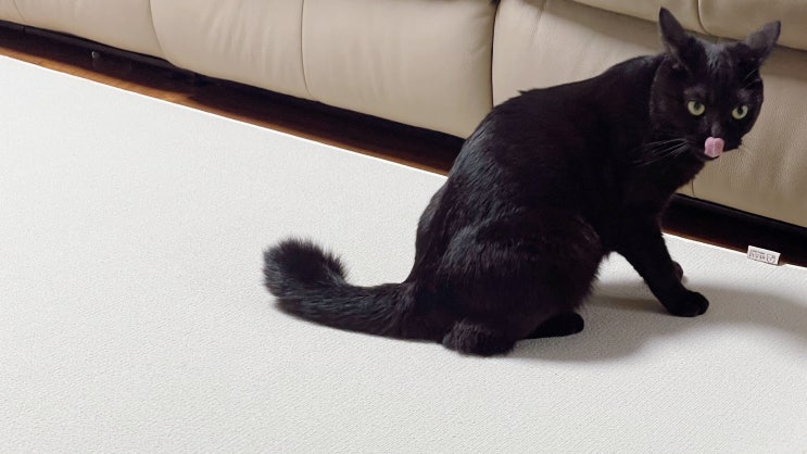  고양이 카페트스크래쳐, 따스넉 따그릉스크래쳐