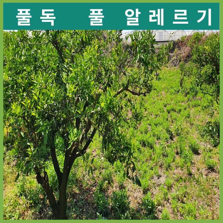  풀독 올랐을때 증상 대처법 풀 알레르기 치료법