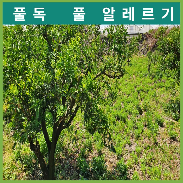 풀독 올랐을때 증상 대처법 풀 알레르기 치료법