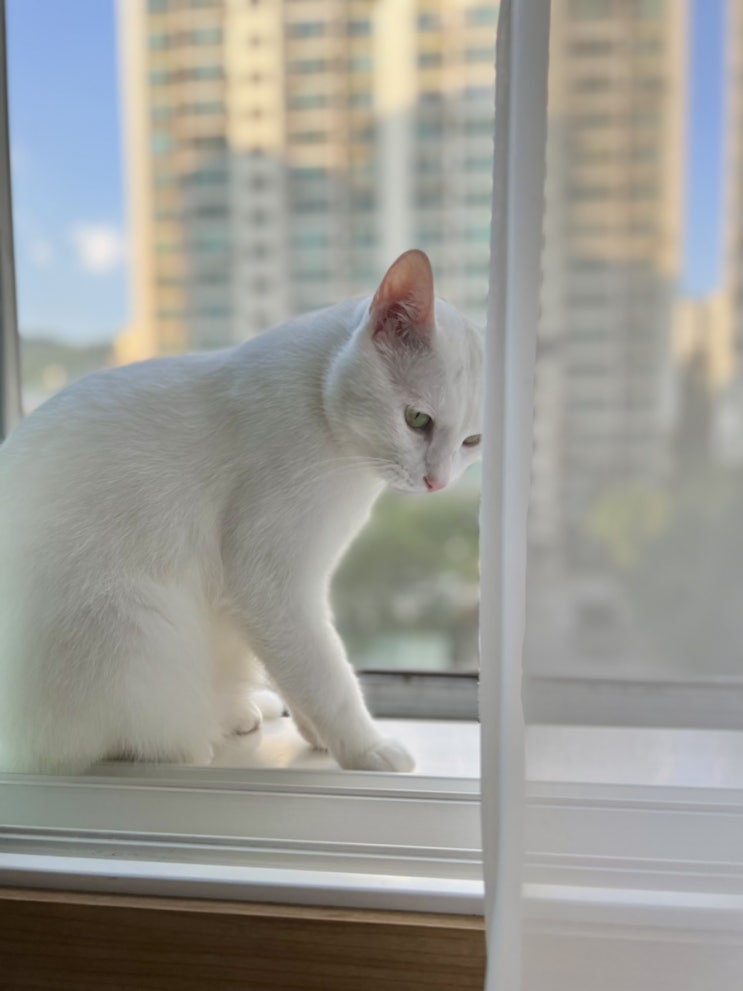  고양이 김루루 기록 22년 9월