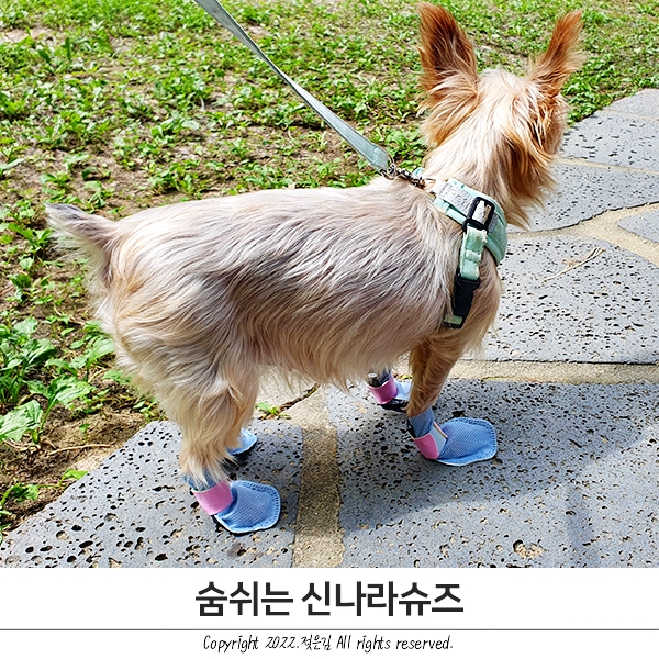 강아지산책용품 와우한빛 강아지 일회용신발 연습중 강아지산책용품 와우한빛 강아지 일회용신발 연습중