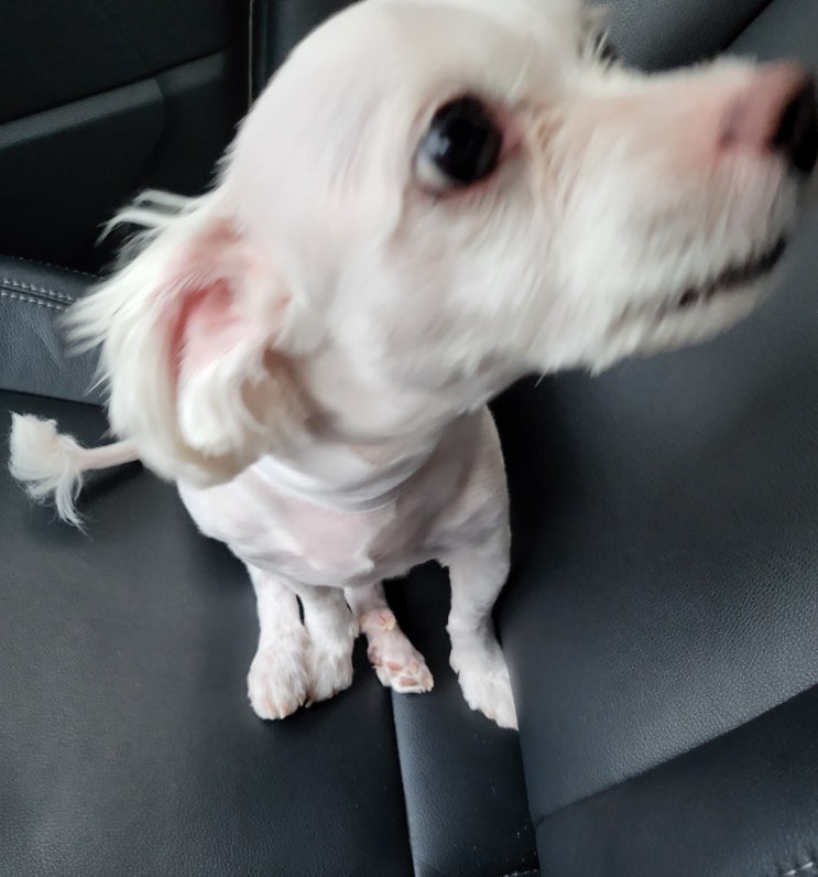  강아지 종양제거 수술