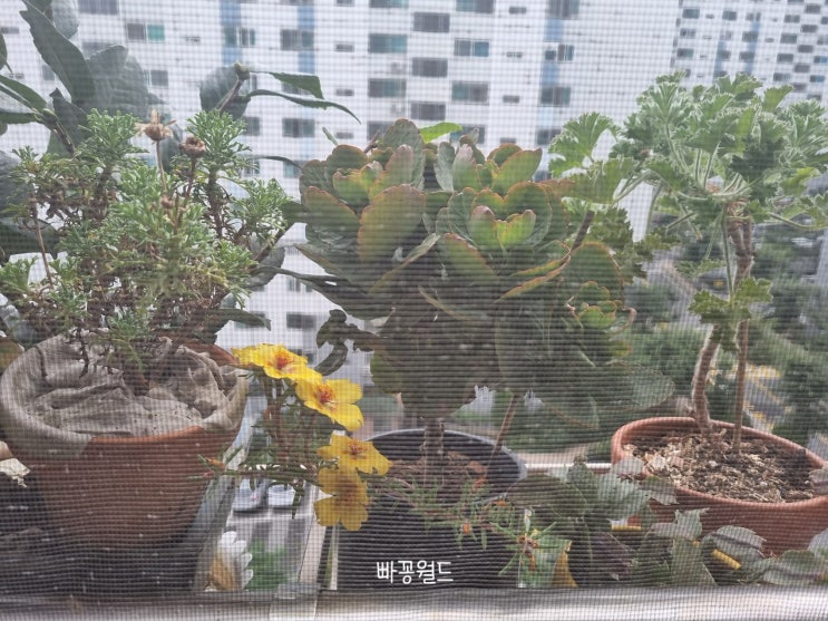  채송화가 오로로로