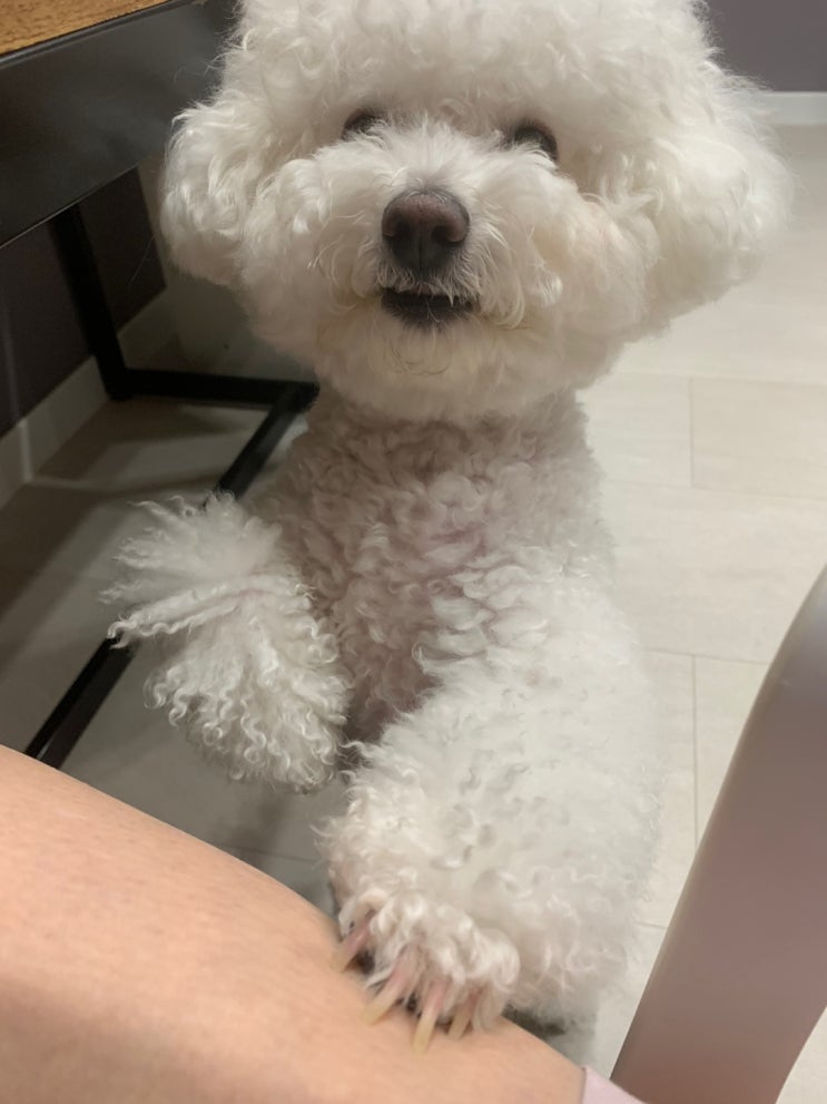 2022 09 09 댕댕이 일기 2022 09 09 댕댕이 일기