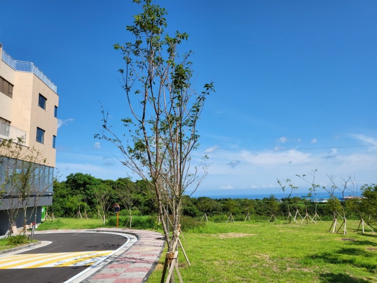  [암·욕창·고압산소 중점치료] 11월 중 개원 "제주도 신축 요양병원, 드림힐요양병원" 제주도 푸른 바다가 보이는 아름다운 곳