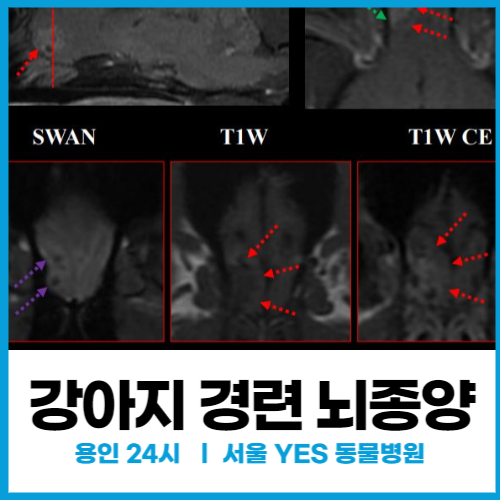  강아지 갑자기 전신 경련 일으킬 때, 강아지 뇌종양 수명 (24시 수지 동물병원)
