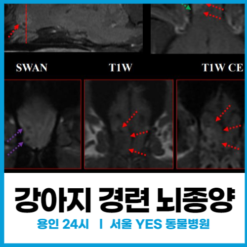 강아지 갑자기 전신 경련 일으킬 때, 강아지 뇌종양 수명 (24시 수지 동물병원)