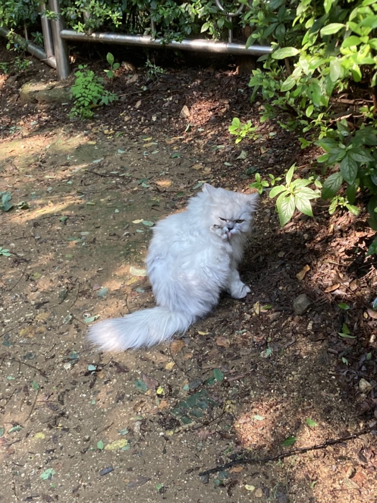  산책고양이를 다시 만나다 (FT.포켓덮밥 후기)