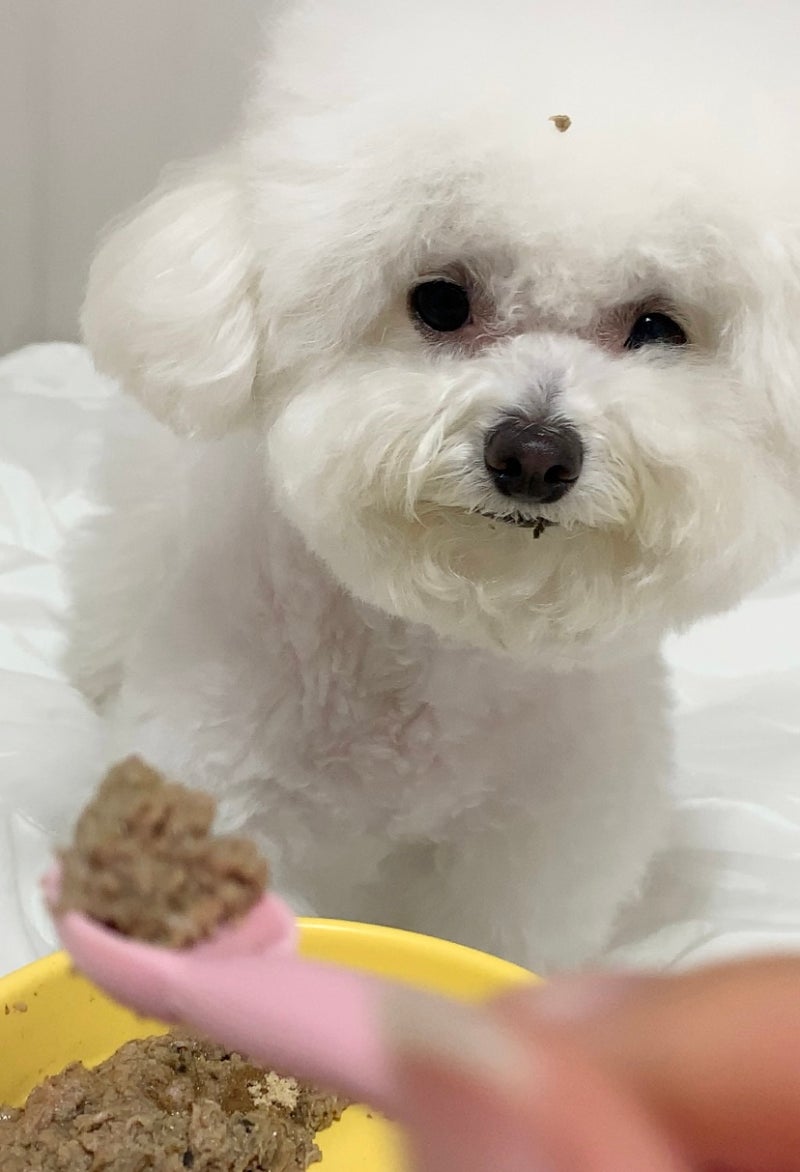 강아지 화식 추천 레이앤이본 도기넛 아르밀 자연식
