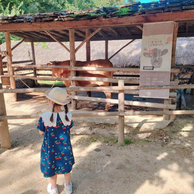  "용인 한국민속촌" 가을에 아이랑 산책도하고 공연도 보고! 놀거리 가득!