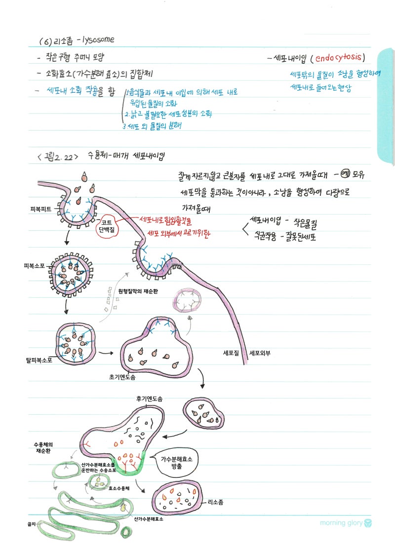 [생화학] 2.원핵세포, 진핵세포 구조 : 네이버 블로그