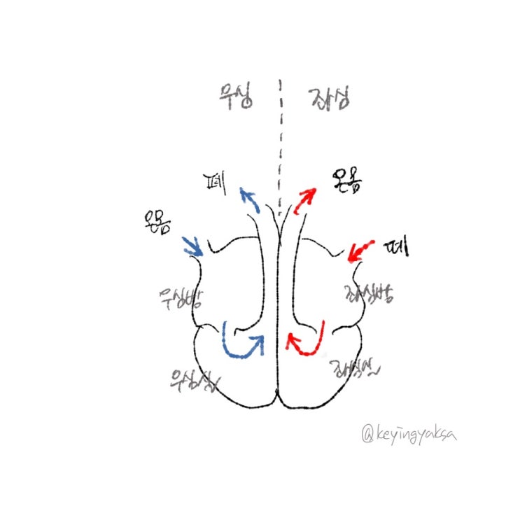  사상체질진단법(3)(심장과 체질)