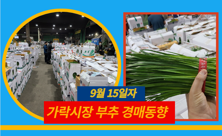  [경매사 일일보고] 9월 15일자 가락시장 "부추" 경매동향을 살펴보겠습니다!