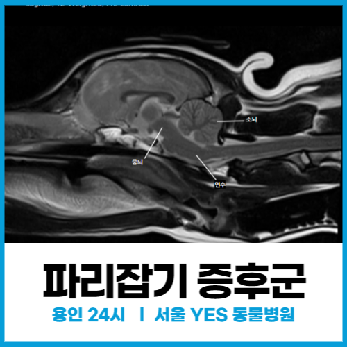  강아지 파리잡기 증후군, Fly biting syndrome, Fly catching syndrome, 강아지 불안장애 치료 (24시 광교 동물병원)
