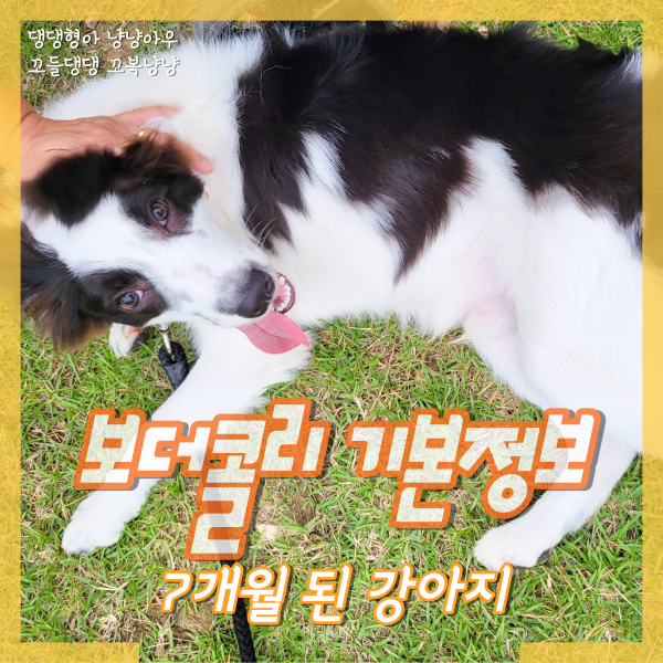  보더콜리 기본정보, 7개월 된 강아지 (지능,털빠짐)