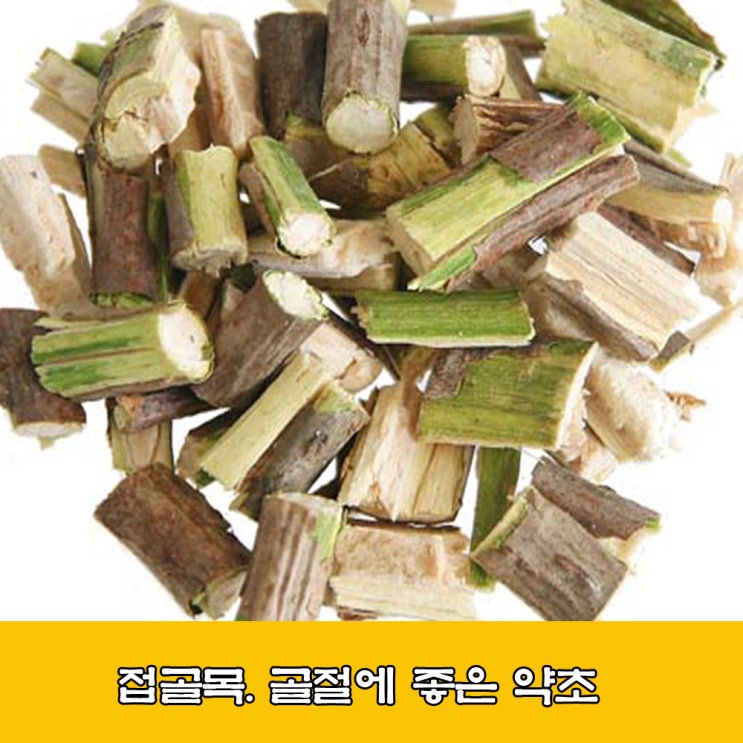  접골목.접골목효능.부러진 뼈를 이어주는 약초