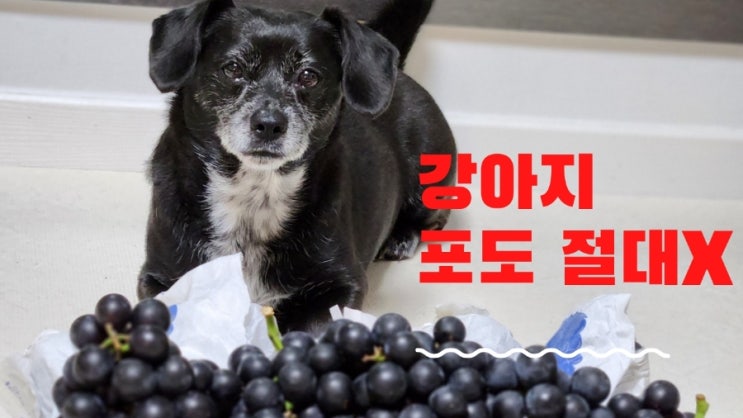 강아지 포도 포도껍질 포도씨 다 안되요 과일은 조심