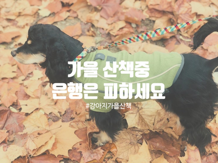  가을철 강아지 산책 시 은행나무 조심하세요!