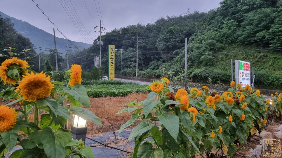 칠봉산레져타운 사진 1