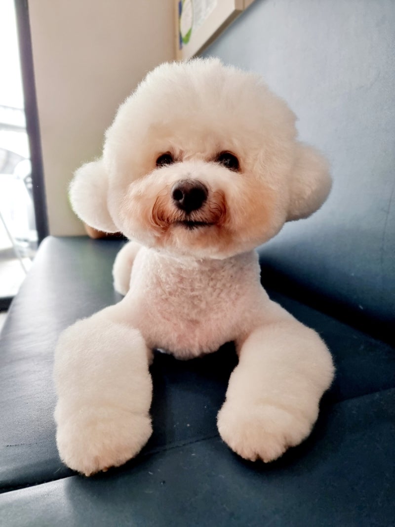 올리비아 애견미용