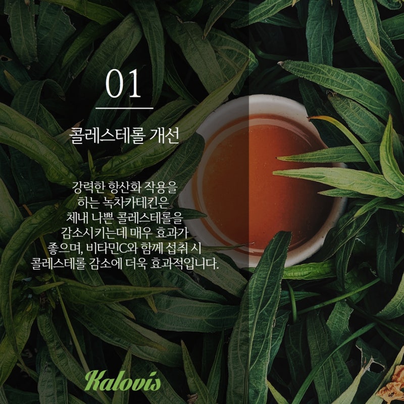 가장 강력한 식품 중 하나인 녹차 카테킨 3