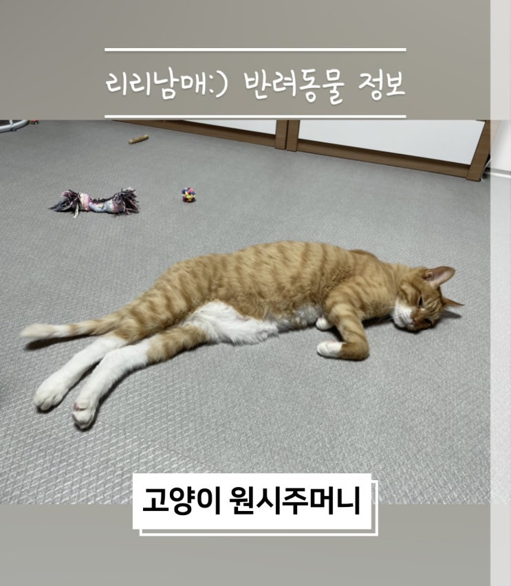  고양이 뱃살 고양이 배 원시주머니에 대해 알고 계시나요