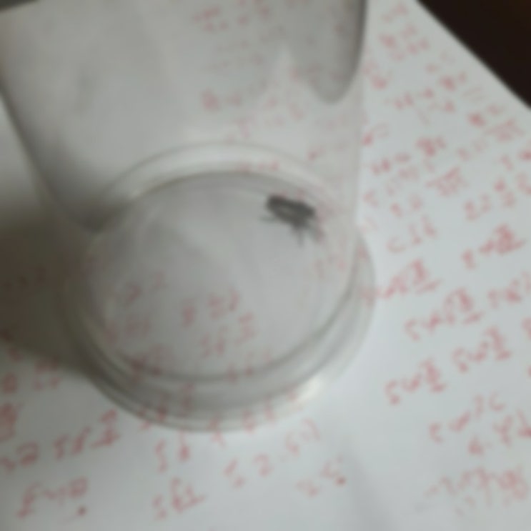  테이크아웃 컵으로 쉽게 벌레 잡기/집에 들어온 벌레 잡는 방법/약 에프킬라 없이 벌레 잡기/벌레 방생 방법/바퀴벌레 잡기