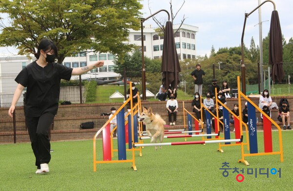  충청대, '댕댕이, 야옹이가 대세'... 반려동물과 개설 1년 만에 증원