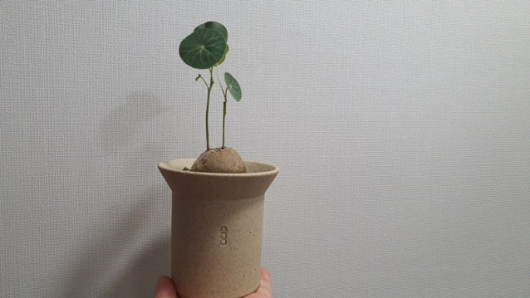  괴근식물 스테파니아에렉타 키우기 수지안 토분에 분갈이 How to Grow Stephania erecta