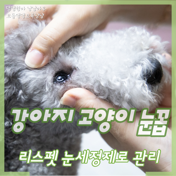  강아지 고양이 눈꼽, 눈물자국 리스펫 눈세정제로 관리해요