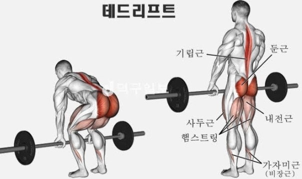 루마니안 데드리프트 (등,하체) : 네이버 블로그 루마니안 데드리프트 (등,하체) : 네이버 블로그