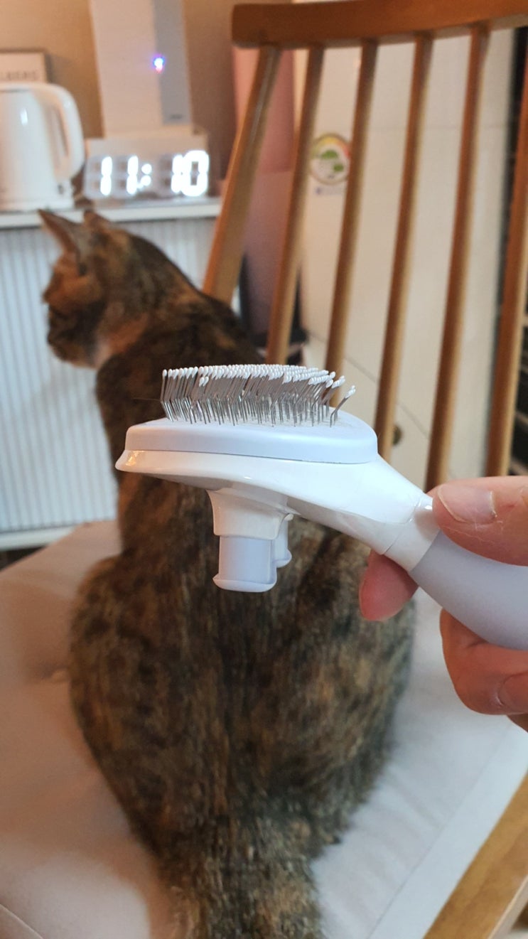  한살 고양이 털빗기