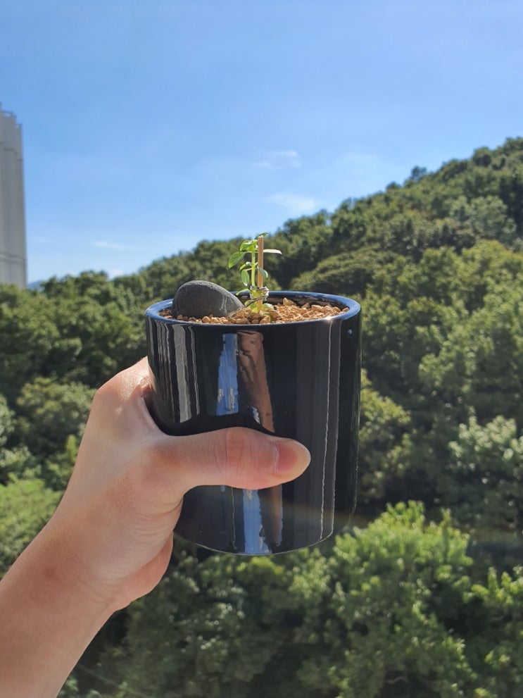  바질트리 가지치기, 물꽂이, 삽목 해봤어요!