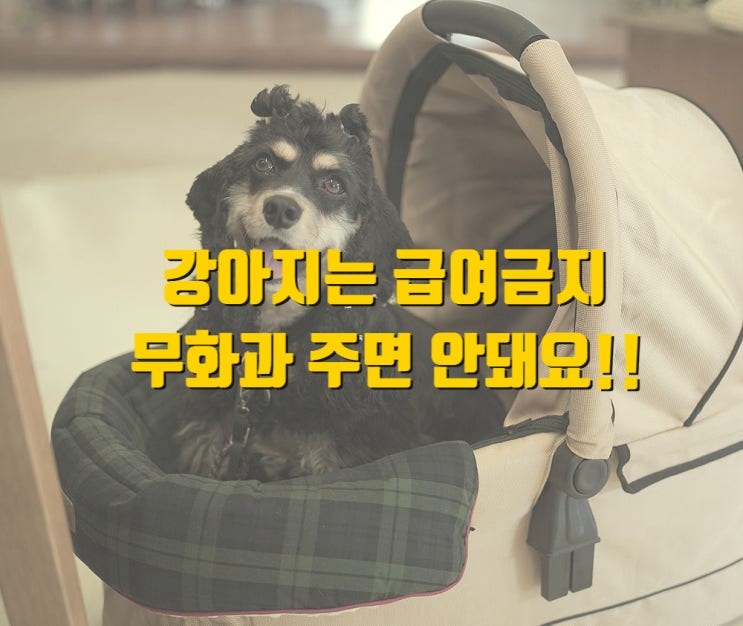  강아지는 먹으면 안돼요 / 무화과 절대 금지!