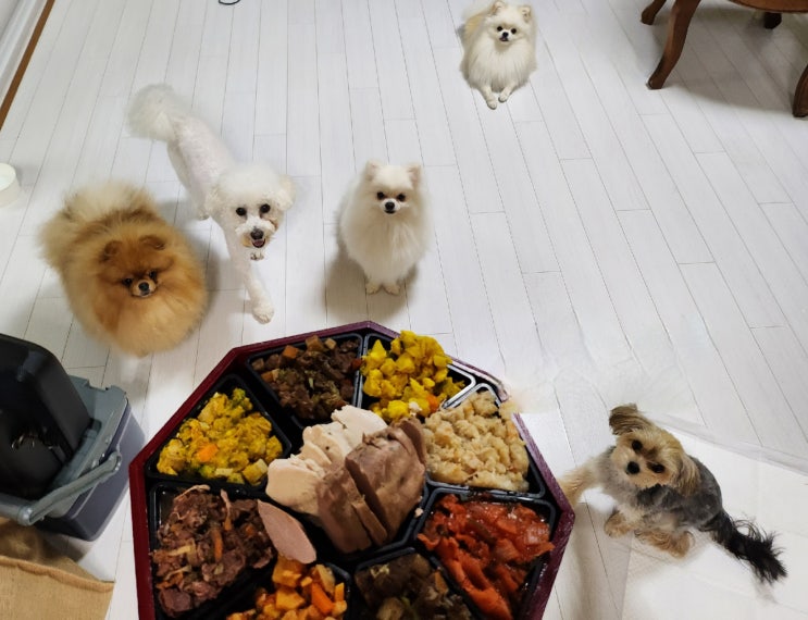  내돈내산 추석연휴 애견동반여행 경기광주 퇴촌 정온펜션 찐후기