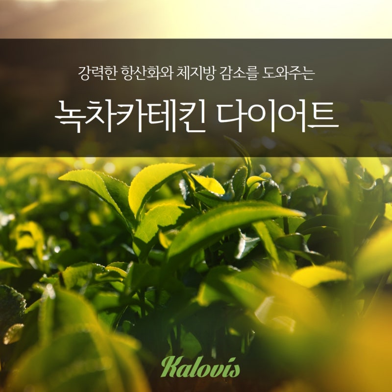 마시는 다이어트 녹차카테킨 칼로비스 오늘은 그린티 4