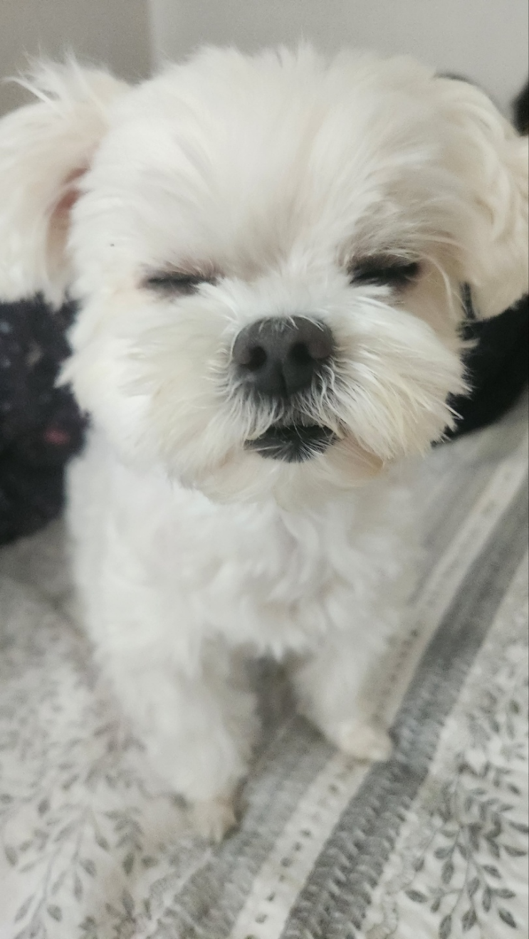  추석에 3키로나 쪄버린 술냄시나는 포스팅